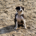 Lekker zwemmen en dan rollen door het zand, HEERLIJK!