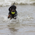 buddy met bal in het water