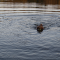 Als een vis in het water