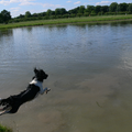 diemer springt vol op snelheid het water in om zn bal op te halen