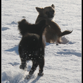 in de sneeuw spelen