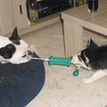 Links shiva (franse buldog)rechts rizla(husky) waren samen aan het spelen