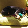 Chico is op een kussentje in de bank 'neergestort' ... bovenop zijn speeltje... heerlijk in de warme zon... 
'k Ga lekker even suffen, vrouwtje, straks weer spelen...

