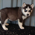 De liefste husky van de wereld natuurlijk