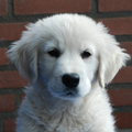 Dit ben ik, Djack! Ik ben een lieve maar ondeugende Golden Retriever van al bijna 11 maandjes oud. Vinden jullie mij niet net een klein schattig ijsbeertje?