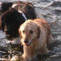 samen zwemmen en lekker genieten, er niks mooiers dan een tevreden hond.