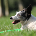 Billie(hier 12) heeft eindelijk een frisbee, dan wel uit mijn tas gepikt.