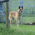 Dit is Bowie. Bowie is 11 jaar en zit al een hele tijd (meer dan eenjaar) in het asiel (Walcheren). Bowie heeft al veel meegemaakt in zijn leven. Een paar keer geplaatst maar helaas toch weer steeds terug gekomen in het asiel. Bowie voelt zich eigenlijk wel een beetje thuis in het asiel. En het personeel is ondertussen aan hem gehecht. Hij hoort zogezegd bij het meubilair. 

Op zijn oude dag is deze knappe hond nog redelijk vitaal, zoals te zien is op deze mooie foto van hem. 