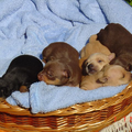 Familie Fischer uit Duitsland,Loningen