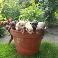 Familie Fischer uit Duitsland,Loningen