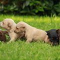 Familie Fischer uit Duitsland,Loningen