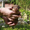 Familie Fischer uit Duitsland,Loningen