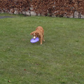 frisbee