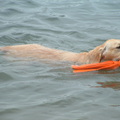 Saartje voor de eerste keer in het water,en gelijk al haar speeltje ophalen ..KNAP HÉ...