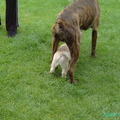 De boxer is darco die even op vakantie was, onze Quatro had nog nooit zo een grote hond gezien,hij dacht even te meten hoeveel hij nog moest groeien. Nu 6 maanden later is Quatro zijn ego groter dan dat van Darco :-)))