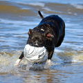 Vorig jaar met een groepje mensen die ook honden hebben net als ik lekker naar het strand geweest...