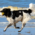 Vorig jaar met een groepje mensen die ook honden hebben net als ik lekker naar het strand geweest...