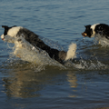 Dano en Dee samen duiken in het water....