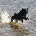 Lena heeft drie jaar in asiels en in verwaarloosde toestand geleefd en had nooit gezwommen. Deze foto is genomen op de dag dat ze voor het eerst op het strand was. Die glans in haar ogen zal ik nooit meer vergeten! Lena is nog steeds een overtuigd zeehond.