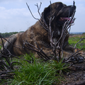 Anthea is mijn spaanse dog en deze foto is gemaakt in een natuurpark. 