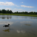 onze friese stabij spring op volle snelheid zo het water in