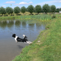 Diemr springt op volle snelheid het water in om zijn tennisbal op te halen