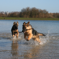 Doerak en Usha aan het spelen in het water!