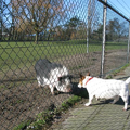 milo vind andere dieren ook wel lief om naar te kijken