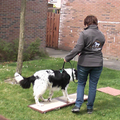 workshop TTouch voor honden