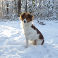 Tijdens een boswandeling in de sneeuw.