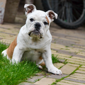 Engelse Bulldog