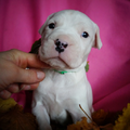 Dogo Argentino Kennel De La Orgullo Blanco