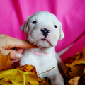 Dogo Argentino Kennel De La Orgullo Blanco