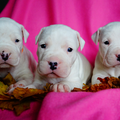 Dogo Argentino Kennel De La Orgullo Blanco