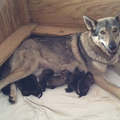 kennel vom Weidenwald