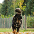 Herfst! Nu het weer wat kouder wordt kan ik met mijn warme, dikke vacht eindelijk weer stoer het erf bewaken en achter de vallende bladeren jagen! 