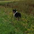 Lekker met Rowan aan het wandelen in de herfst.
Waar blijft de baas toch?:)