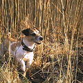 Jimmy in het bos tussen het riet aan het water