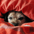 Bouby is een echte luilak en verstopt zich het liefste helemaal in bed.