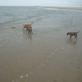 Shary en Sjors maakten samen met de hond van mijn dochter kennis met de zee.