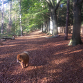 Shakira heeft hier de kleur van de herfst bladeren.Een lange wandeling in het bos vind ze fijn.Jammer dat we dat nu niet meer kunnen doen.Ze heeft een te groot hart,heeft er wel pillen voor maar ze is toch nog vlug moe.