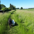 We zijn niet op vakantie geweest.
Maar dit is in onze eigen omgeving.
Achter ons huis loopt een mooi dijkje.
Alleen wordt er tegenwoordig niet veel meer gemaaid.
Hier maait de gemeente alleen een paadje zodat je er nog wel kan wandelen.
Toch ziet het er wel mooi uit met dat hoge gras.