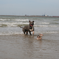 lekker racen op het strand