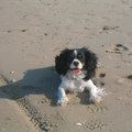 Pebbles op het strand in Normandië