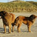 Met z'n 3en op het strand, altijd makkelijk als je je eigen bodyguards bij je hebt die voor je op de uitkijk staan!

