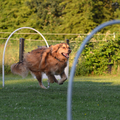 Scotty sprint het (honden)schooljaar in!