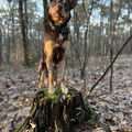 Australian Kelpie