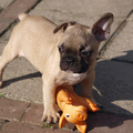 Dit is Buddy, zeven weken oud op dat moment, en hij heeft net een varken verslagen! En daar is ie heel trots op zo te zien.