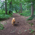 even de halsband af om lekker te rennen het is rustig in het bos dus rennen maar shakira