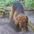 tja, een terrier zou geen terrier zijn als ie niet zou graven.